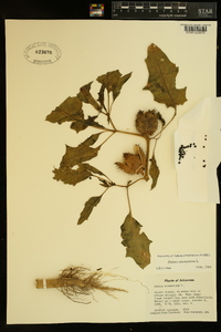 Datura stramonium image