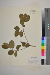 Berchemia scandens image