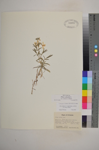 Phlox subulata image