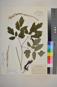 Actaea racemosa image