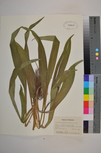 Amianthium muscitoxicum image