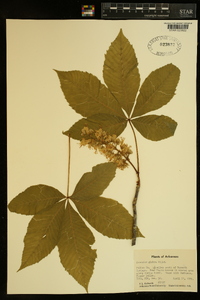 Aesculus glabra image