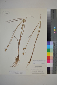 Juncus scirpoides image