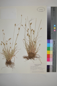 Carex retroflexa image