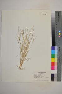 Aristida dichotoma image