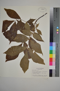 Carya texana image