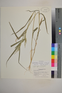 Urochloa ramosa image