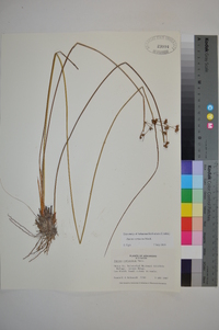 Juncus coriaceus image