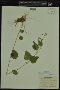 Urtica chamaedryoides image