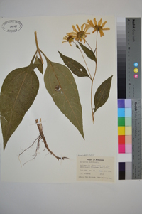 Helianthus tuberosus image