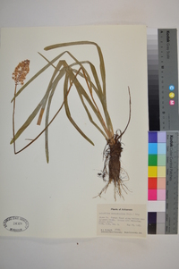 Amianthium muscitoxicum image