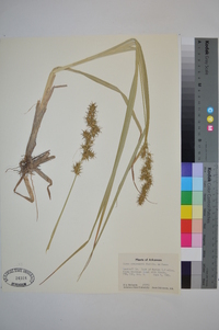 Carex crus-corvi image