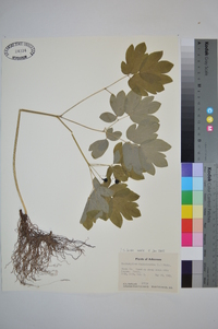 Caulophyllum thalictroides image