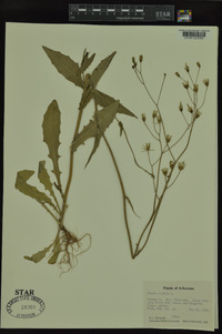 Crepis pulchra image