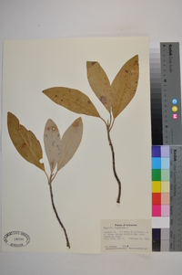 Magnolia virginiana image