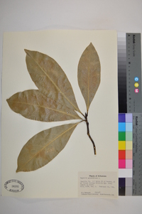 Magnolia grandiflora image