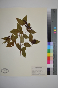 Viburnum rafinesqueanum image