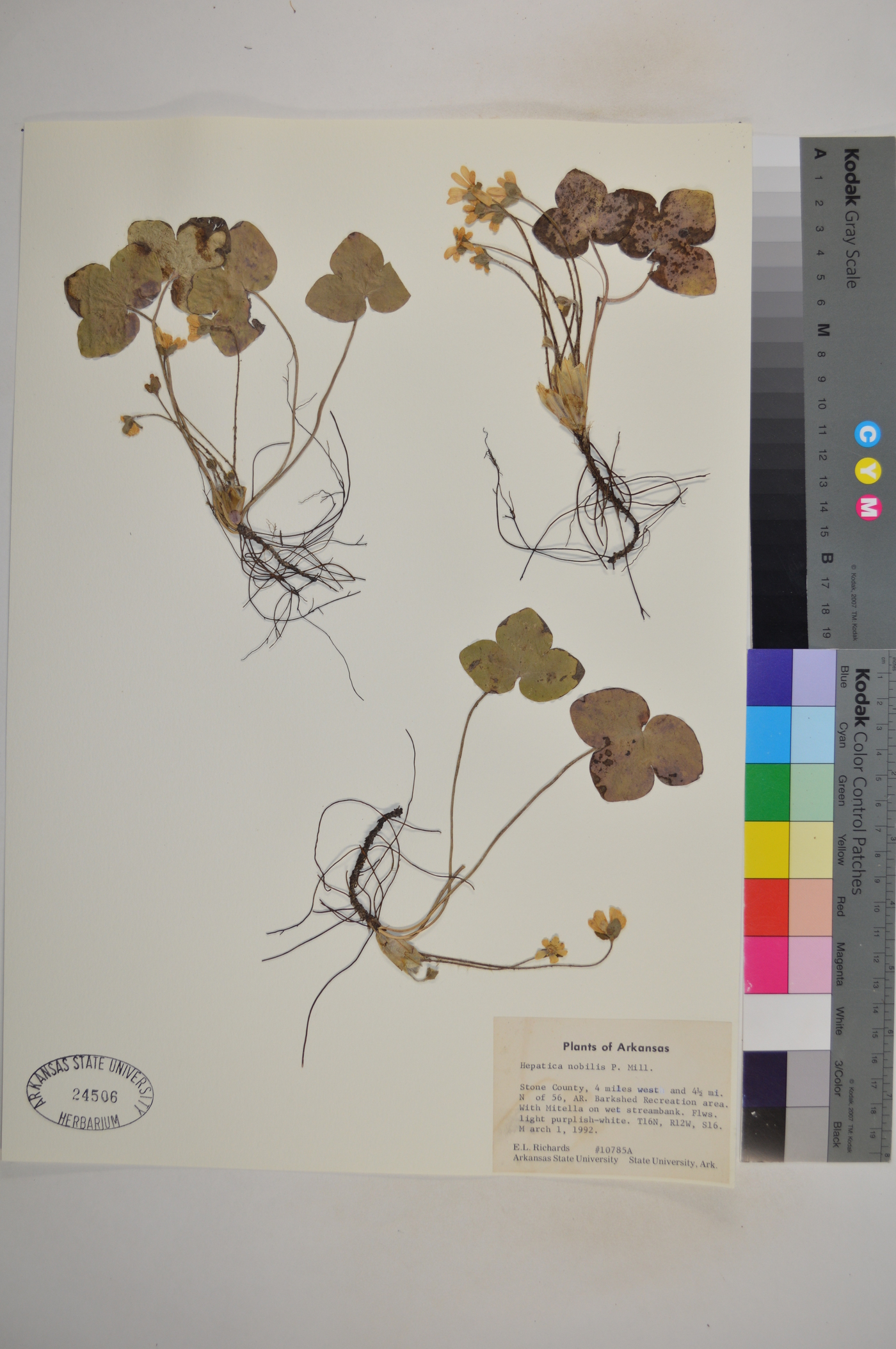 Hepatica nobilis image