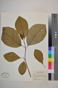 Magnolia acuminata image