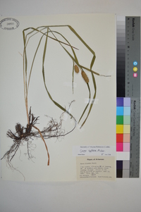 Carex typhina image