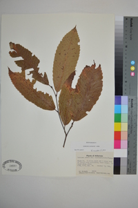 Castanea ozarkensis image