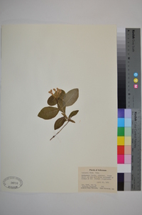 Lonicera flava image