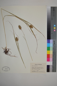 Carex squarrosa image