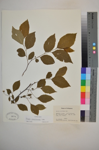 Styrax americanus image