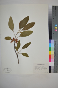 Leitneria floridana image