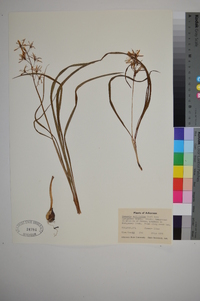 Camassia scilloides image