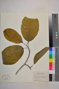 Magnolia acuminata image