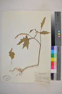 Datura stramonium image