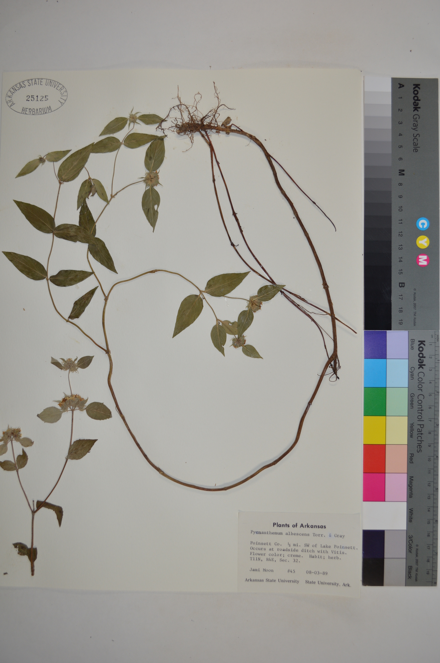 Pychnanthemum image