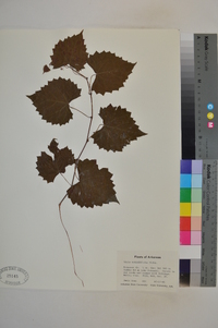 Vitis rotundifolia image