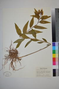 Amsonia illustris image