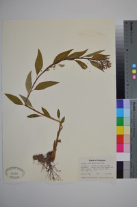 Amsonia tabernaemontana image