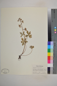 Delphinium tricorne image