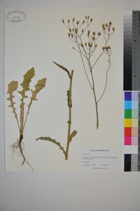 Crepis pulchra image