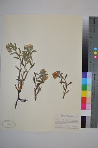 Lithospermum canescens image