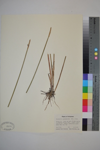 Eleocharis equisetoides image