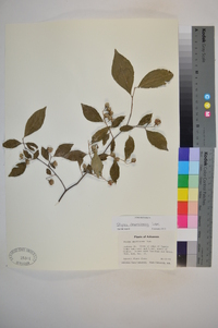 Styrax americanus image