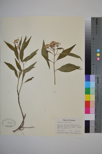 Asclepias perennis image