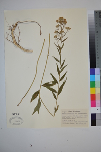 Brickellia eupatorioides image