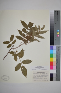 Schmaltzia copallinum image