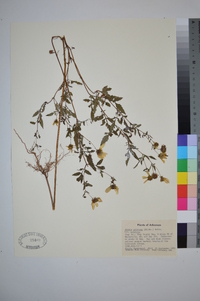 Bidens aristosa image