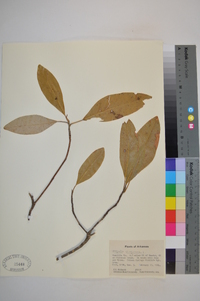 Magnolia virginiana image