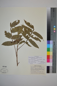Schmaltzia copallinum image