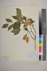 Staphylea trifolia image