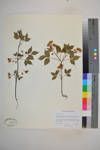 Staphylea trifolia image