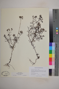 Stenaria nigricans image